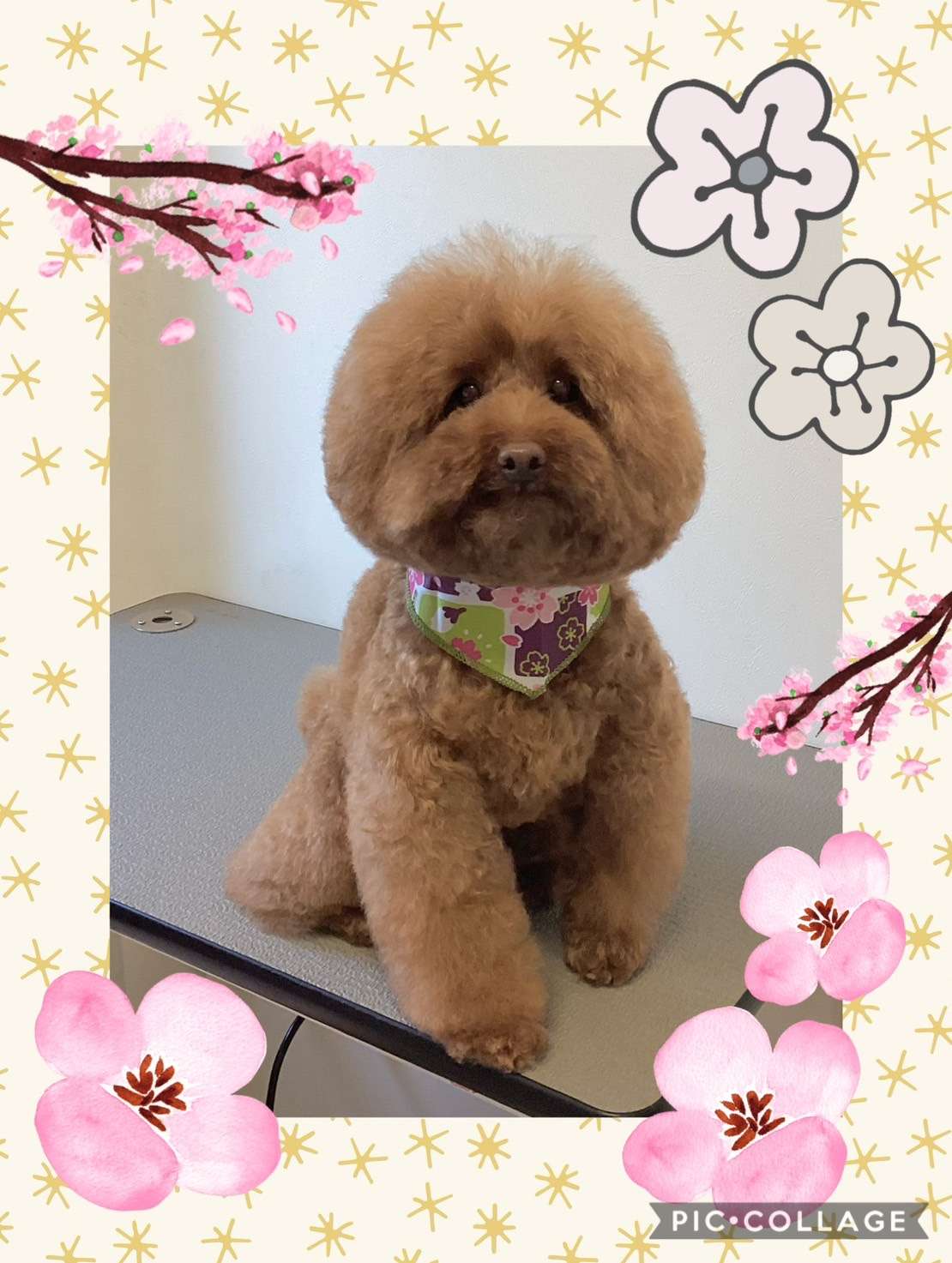 今日はレイちゃん、ゆずちゃん、あんずちゃん、るるちゃん、ノブちゃんのトリミングの紹介です【奈良のエース動物病院】