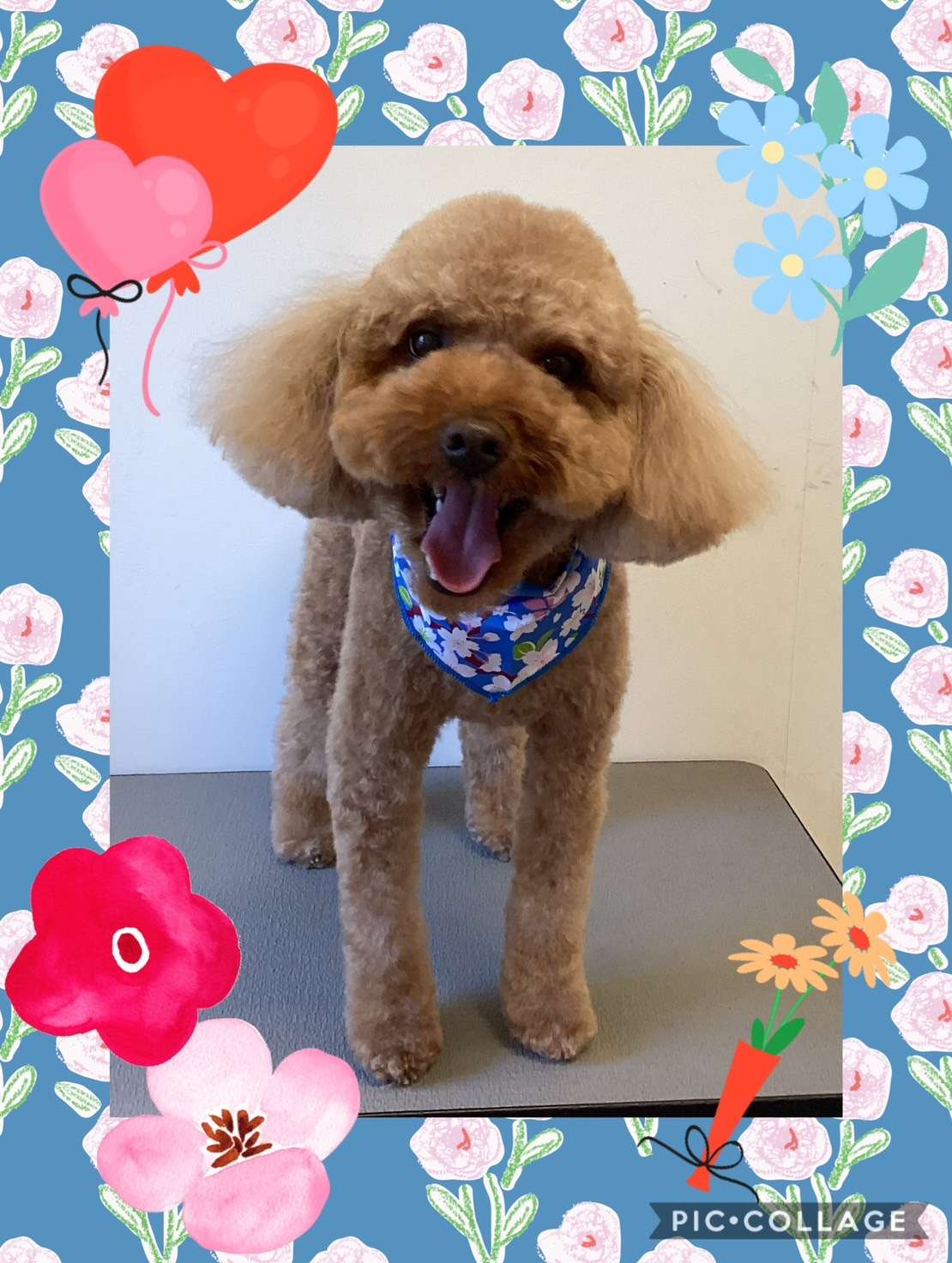 今日はぷうたちゃん、ととちゃん、こたろうちゃん、ショコラちゃん、くるみちゃんのトリミングの紹介です【奈良のエース動物病院】