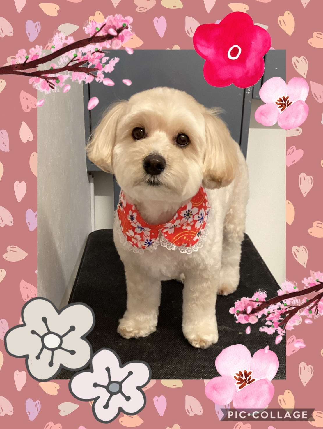 今日はみるくちゃん、銀平ちゃん、ロイちゃん、チョコちゃんのトリミングの紹介です【奈良のエース動物病院】