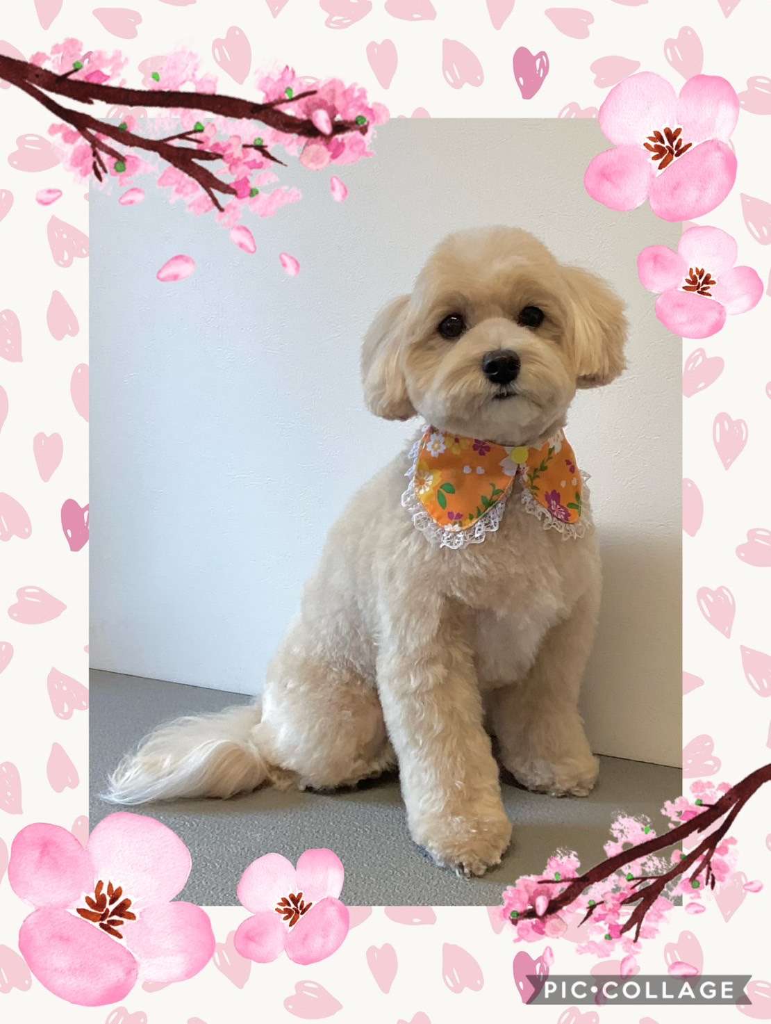 今日は恋來ちゃん、あづきちゃん、ゆずちゃん、ちーずちゃん、クッキーちゃんのトリミングの紹介です【奈良のエース動物病院】