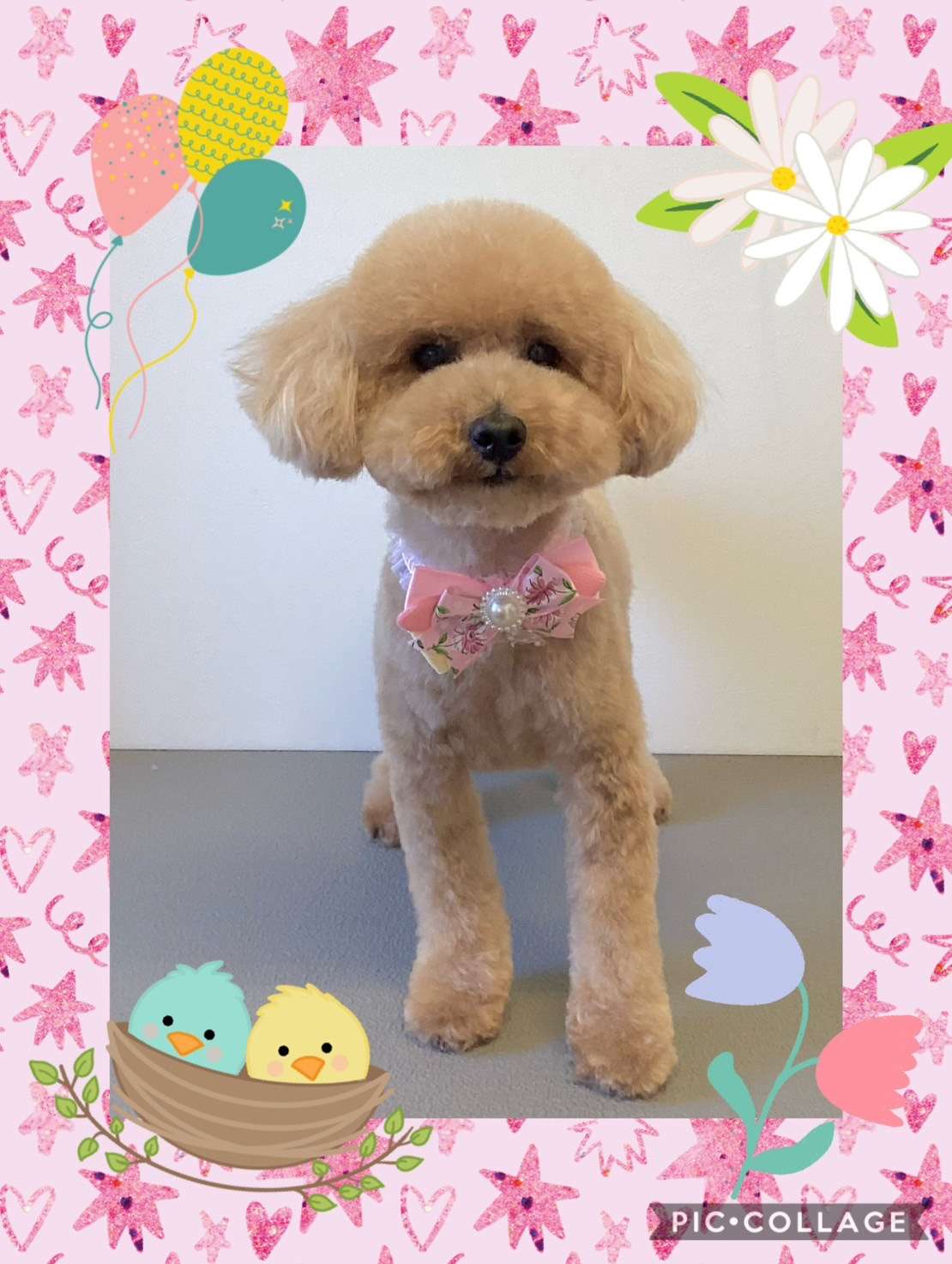 今日はあんずちゃん、ゆずちゃんのトリミングの紹介です【奈良のエース動物病院】