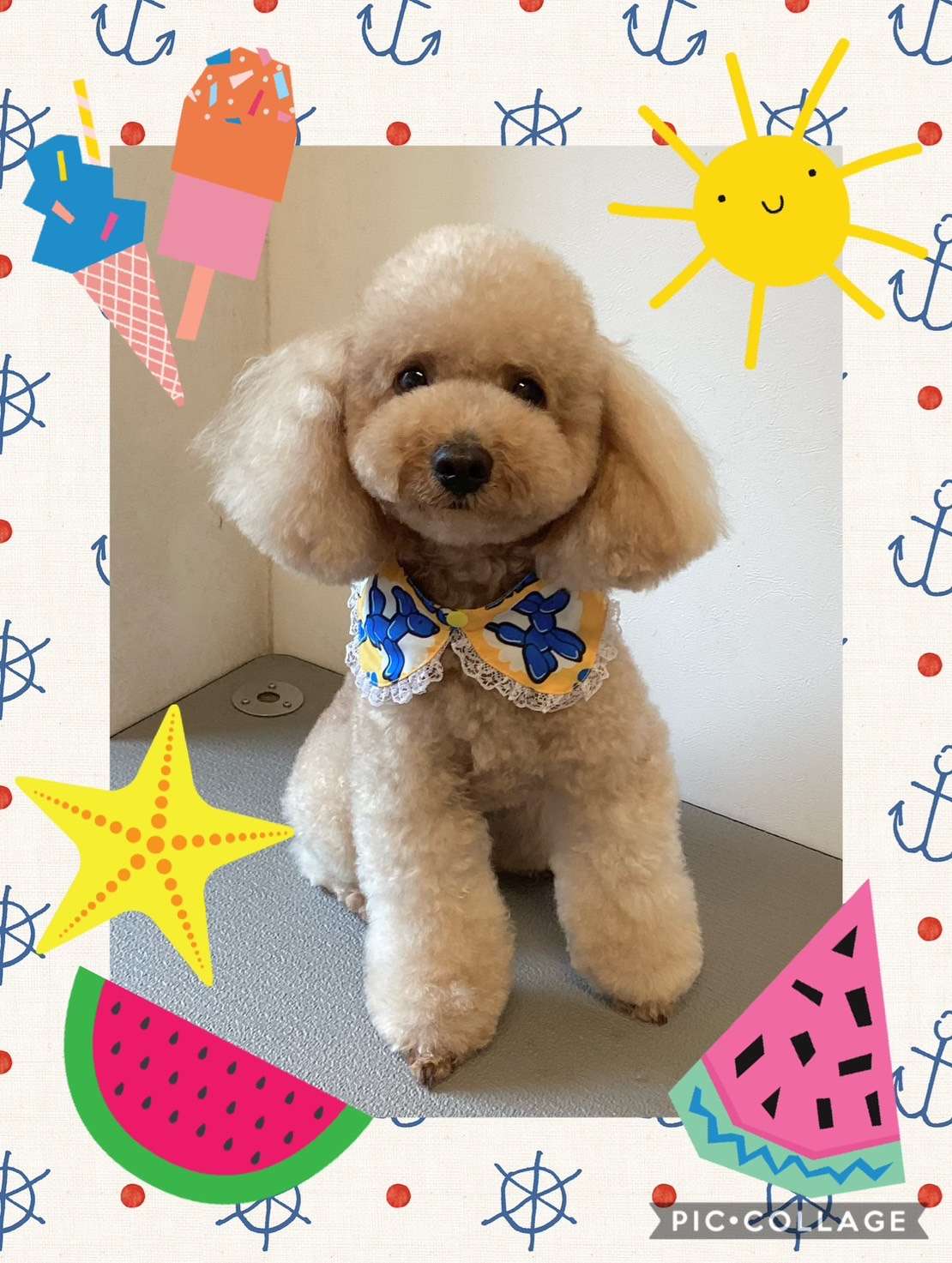 今日はチャッピーちゃん、くるみちゃん、るるちゃん、はるちゃん、だいすけちゃんのトリミングの紹介です【奈良のエース動物病院】