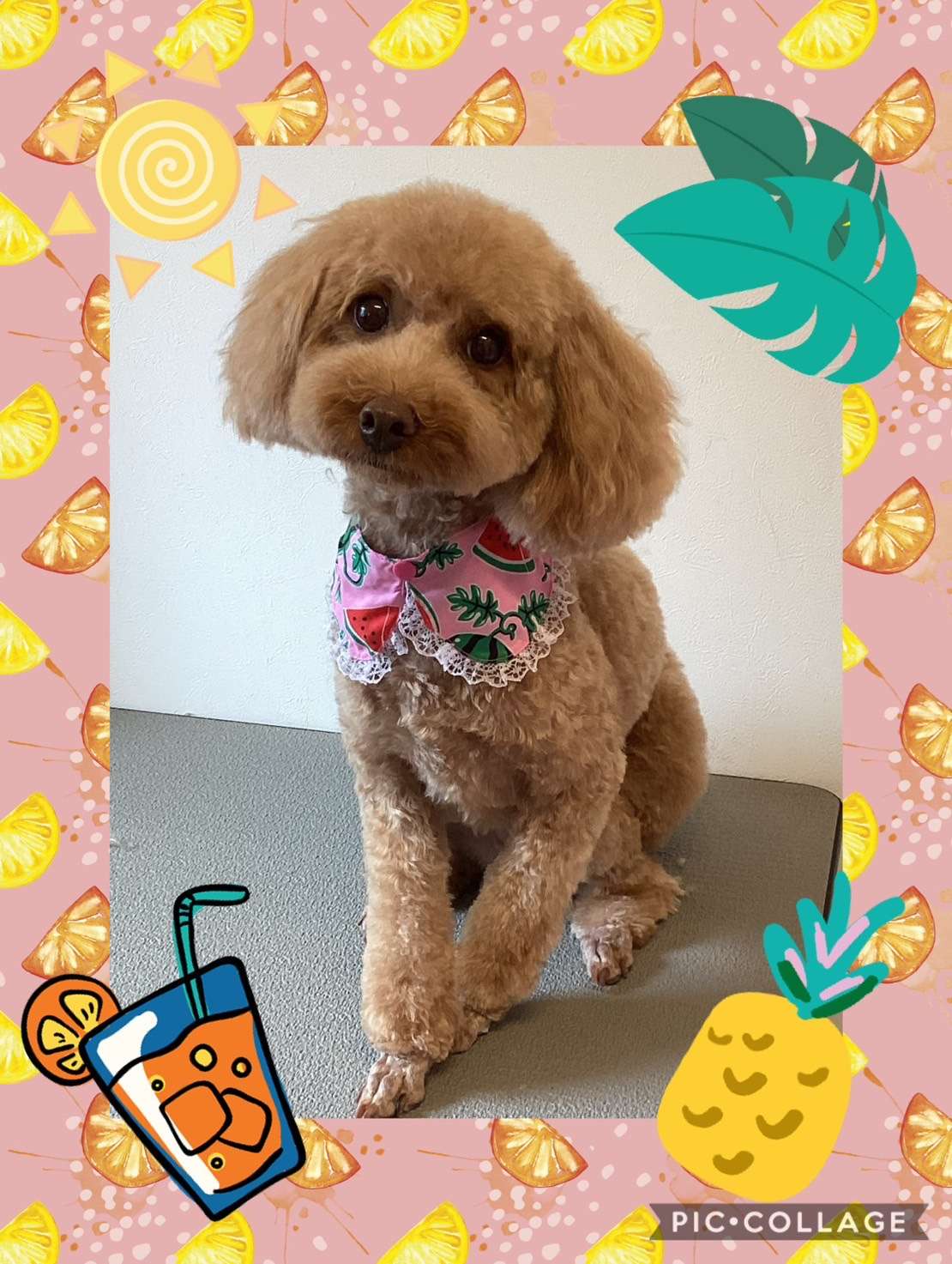 今日はANAちゃん、ポコちゃん、大吉ちゃん、福ちゃんのトリミングの紹介です【奈良のエース動物病院】