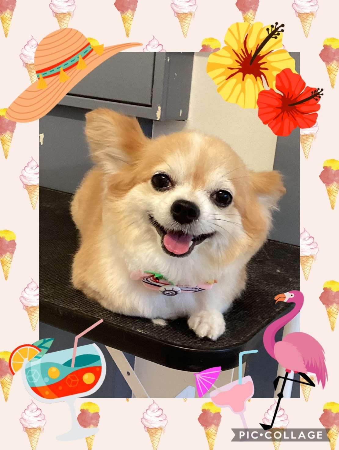 今日はチロルちゃん、リルちゃん、レオちゃん、ゆずちゃん、ピップちゃんのトリミングの紹介です【奈良のエース動物病院】