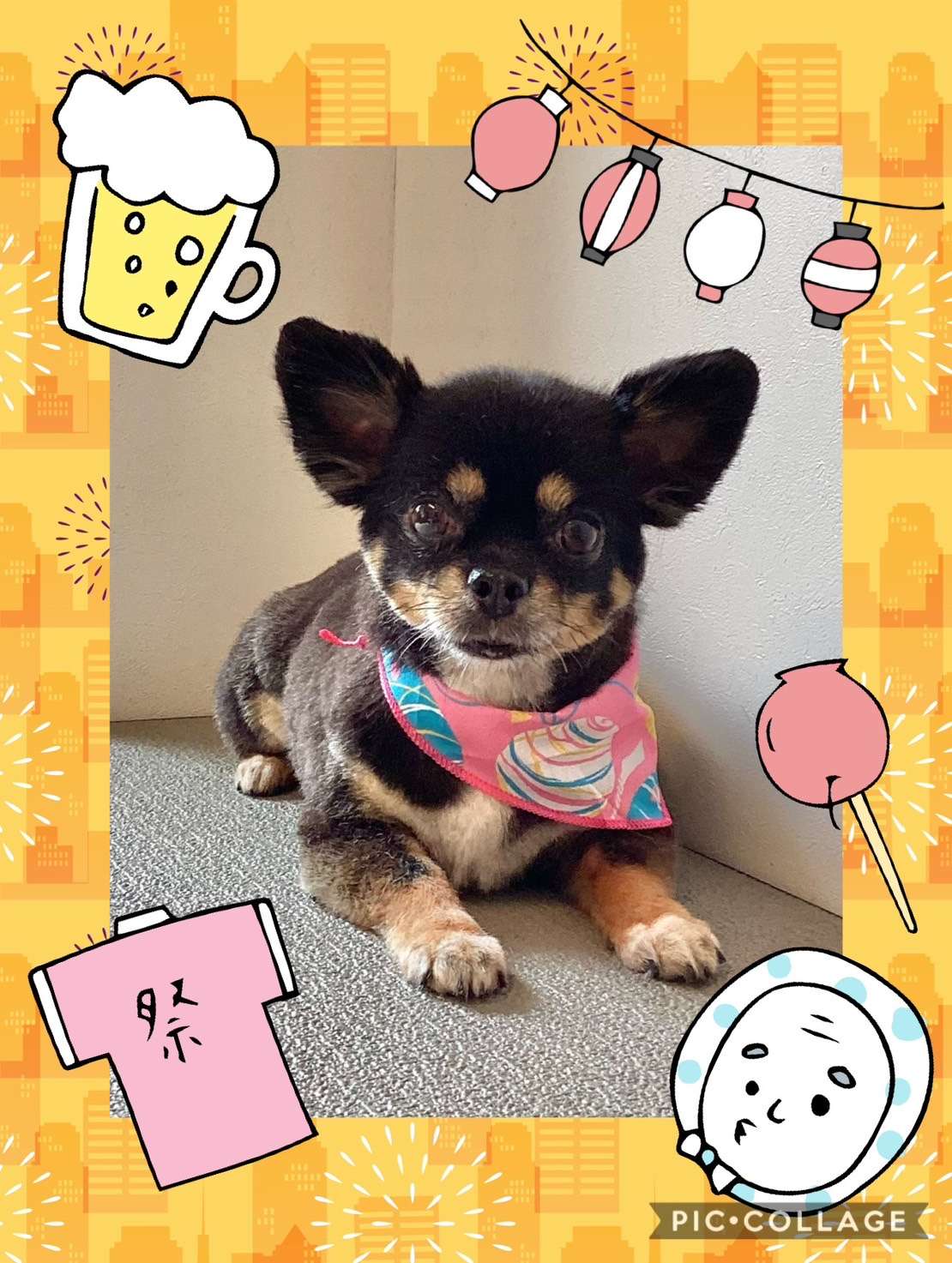 今日は紬ちゃん、楓ちゃん、ぽんずちゃん、ちろちゃん、ゆずちゃんのトリミングの紹介です【奈良のエース動物病院】