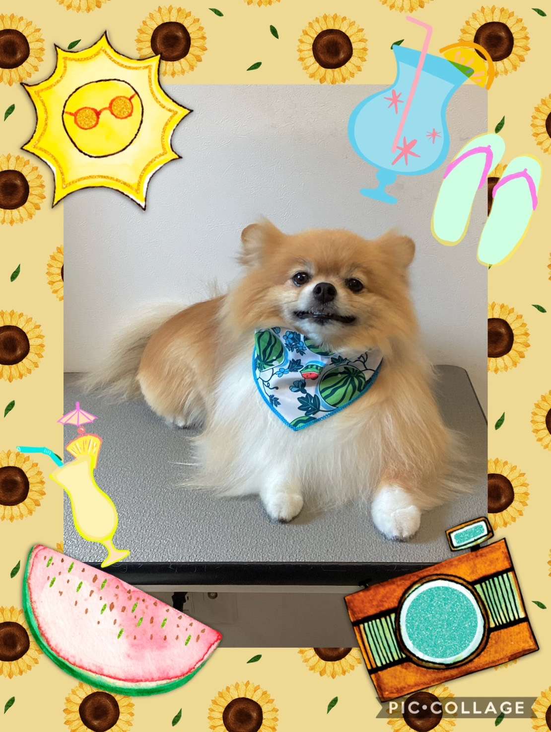 今日はぺろちゃん、チャッピーちゃん、ハナちゃん、ラテちゃん、びすけっとちゃんのトリミングの紹介です【奈良のエース動物病院】