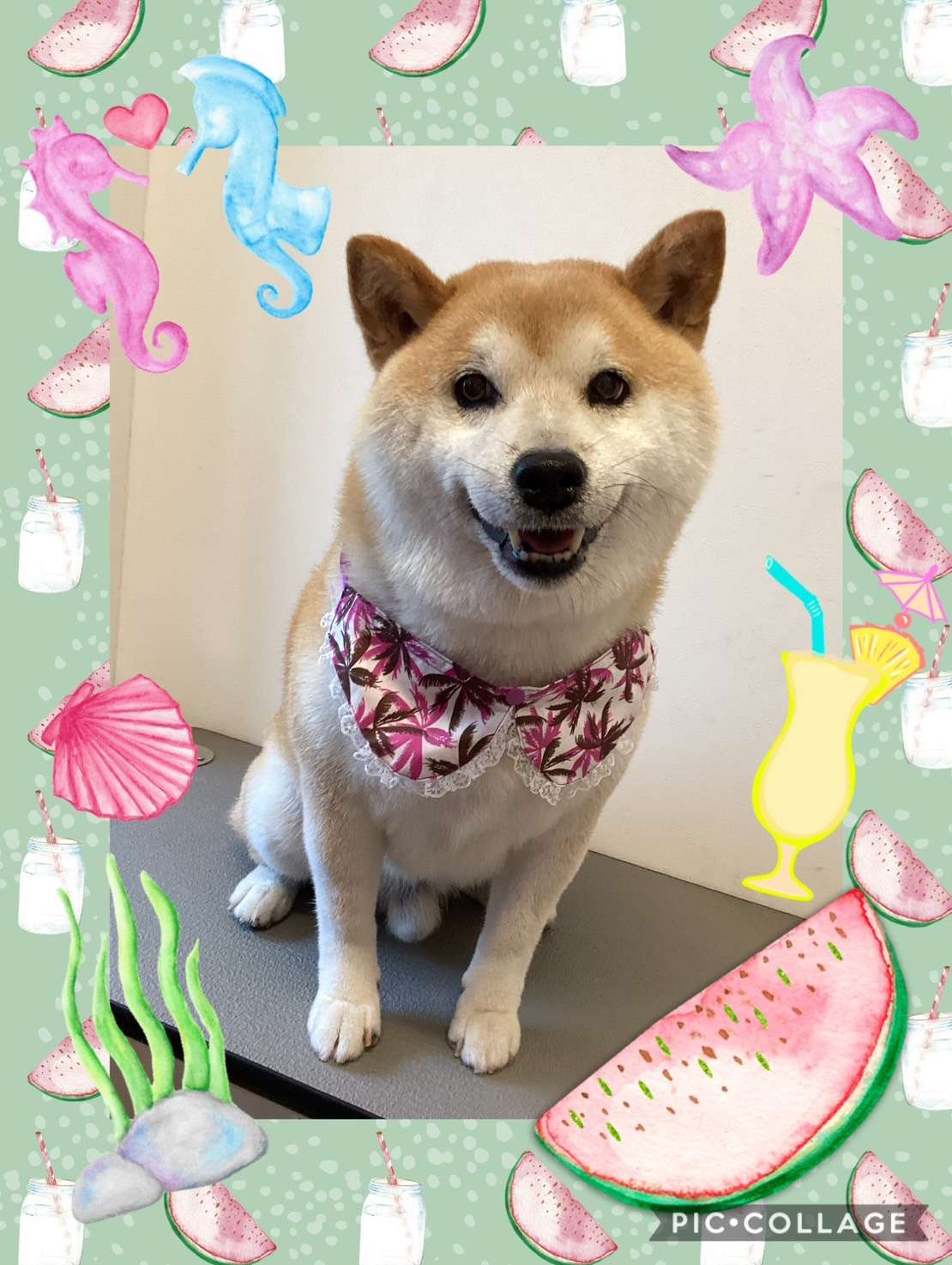 今日はまめちゃん、ちーずちゃん、クッキーちゃん、銀平ちゃん、伊吹ちゃん、エリーちゃん、コテツちゃん、モコちゃんのトリミングの紹介です【奈良のエース動物病院】