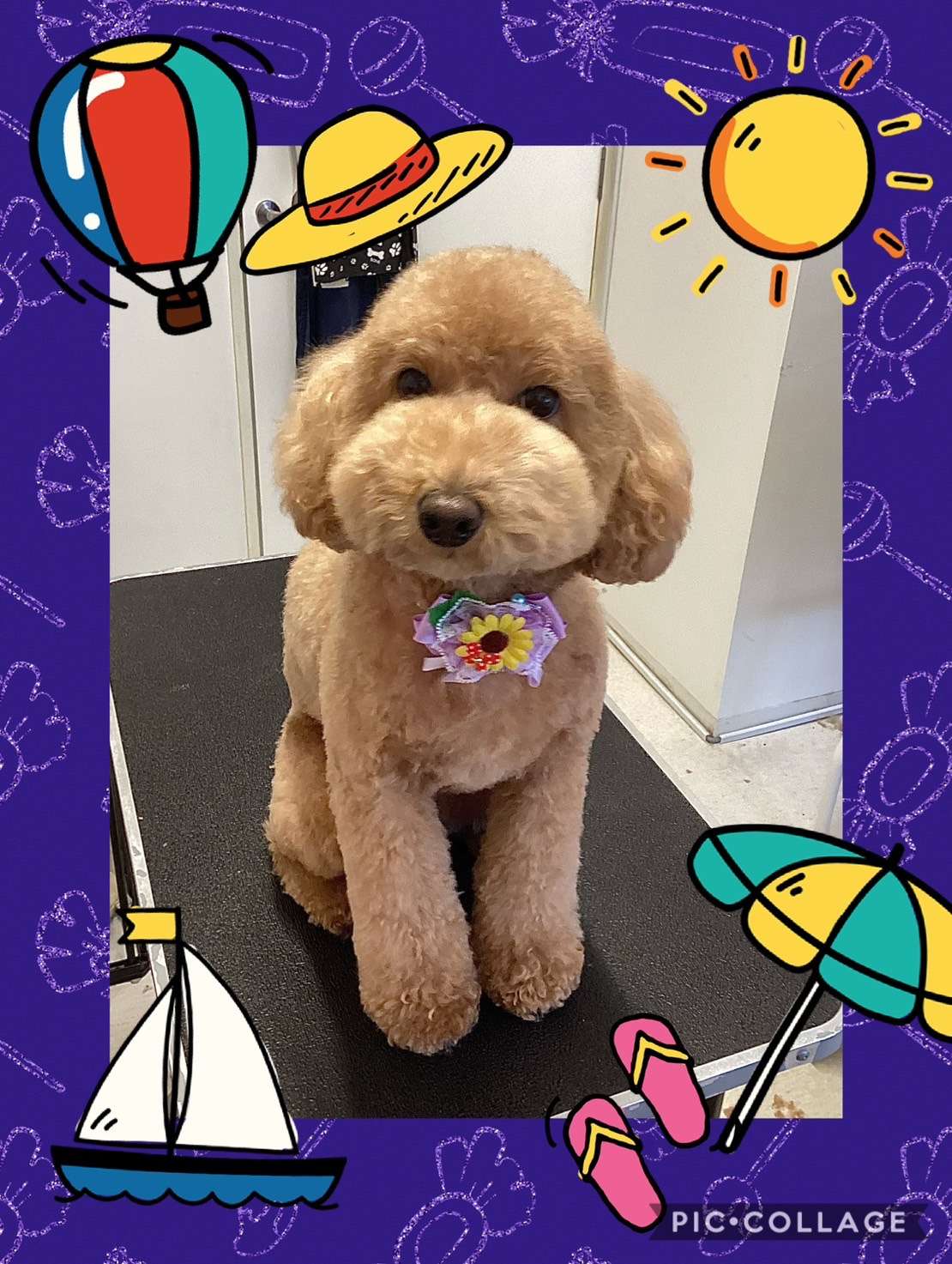 今日はボビーちゃん、くう汰ちゃん、ロイちゃん、モカちゃん、はるちゃんのトリミングの紹介です【奈良のエース動物病院】